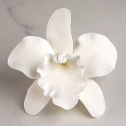 Cattleya (White)