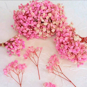 Mini Baby's Breath (10 Stems)