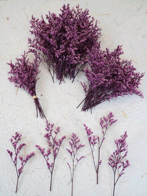 Rose Purple Love Grass