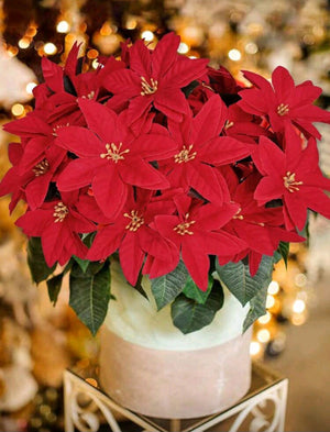 Red Poinsettia Bunch (Silk)