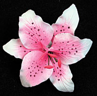 Rubrum Lily (Pink)