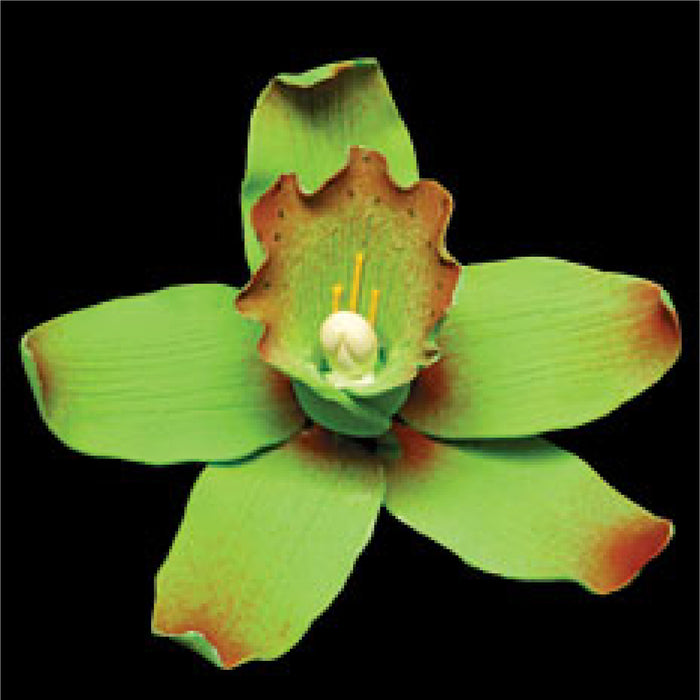 Cymbidium Orchid (Green)