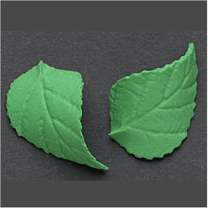 Gum Paste Leaf (Green)
