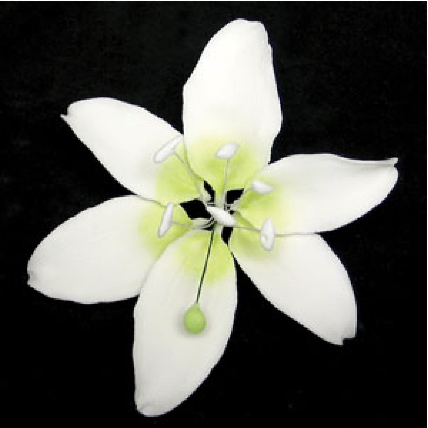 star gazer lily white Large Stargazer Lily (White) – Cake Central Barbados