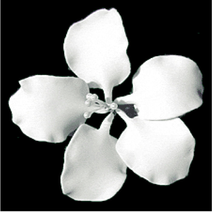 Cattleya (White)