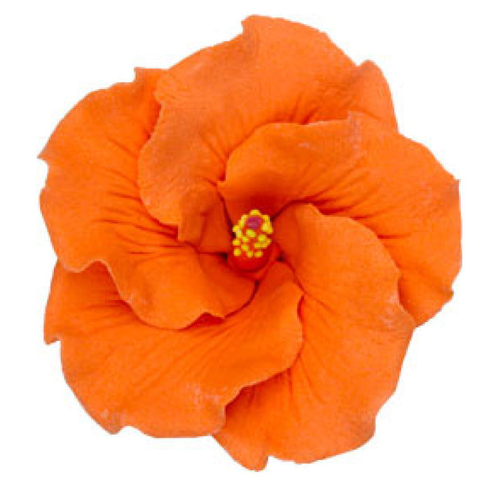 Hibiscus (Orange)