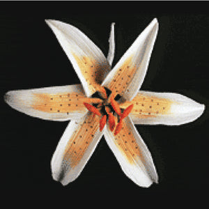 Stargazer Lily (Orange)