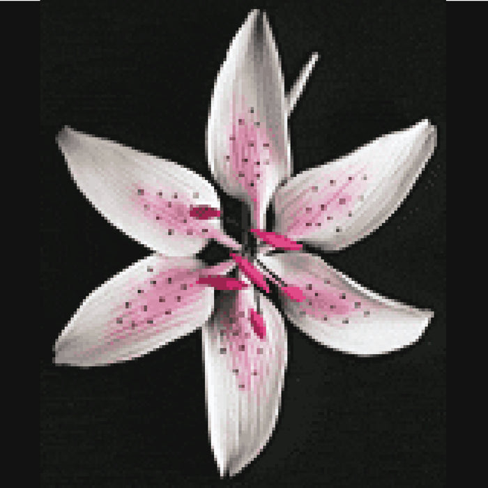 Stargazer Lily (Pink)