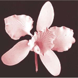 Cattleya (Pink)