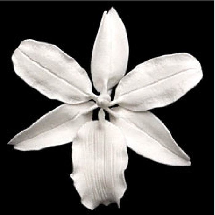 Vuylstekeara Orchid (White)