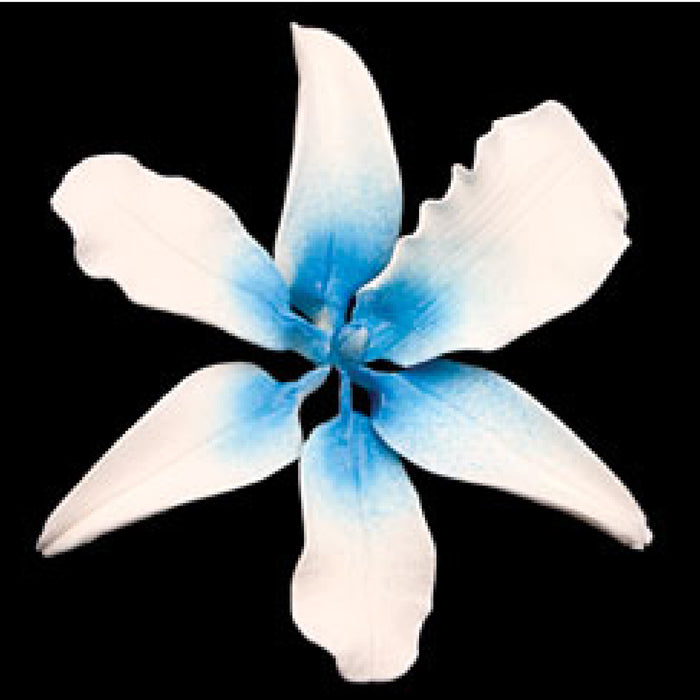 Vuylstekeara Orchid (Blue)