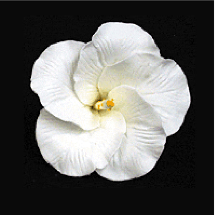 Hibiscus (White)