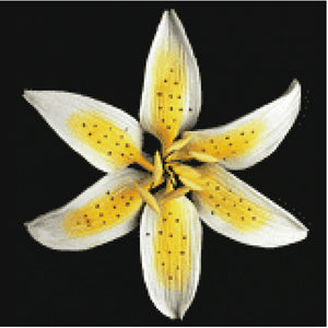 Stargazer Lily (Yellow)